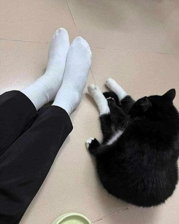 Person's feet in white socks next to a black and white cat lying on the floor in a blessed images moment
