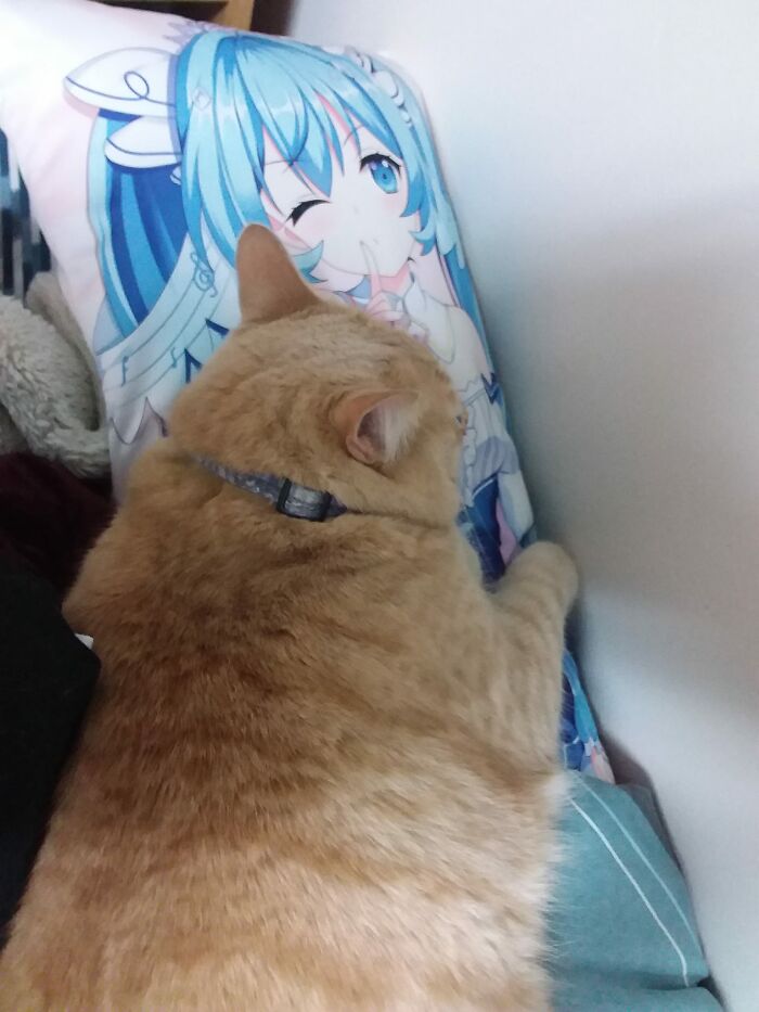 Orange cat resting on a colorful pillow featuring a winking anime character, one of the blessed images to make you smile.
