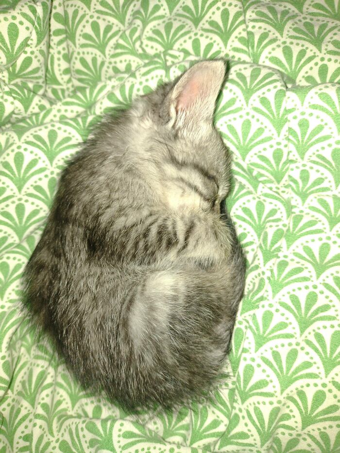 Gray kitten curled up sleeping on a green patterned blanket in a blessed image to make you smile