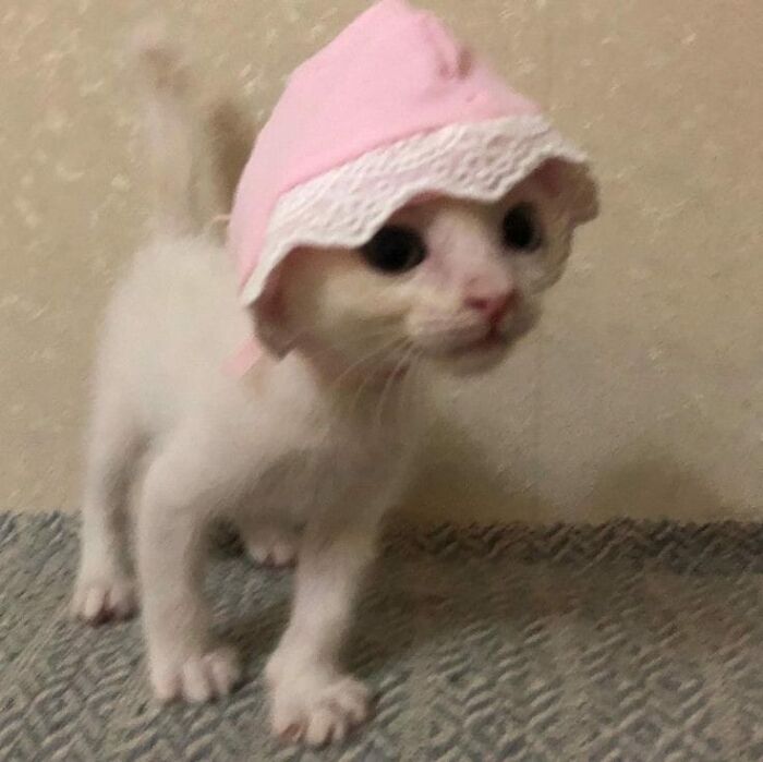 Cute white kitten wearing a pink bonnet standing on carpet, one of the blessed images to make you smile.