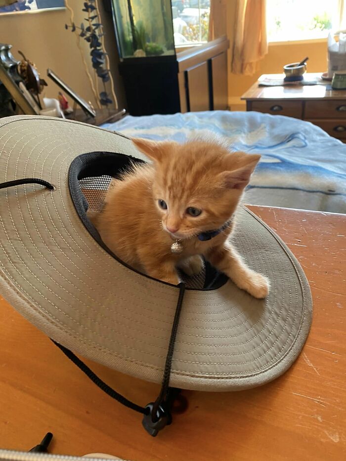 Orange kitten sitting inside a wide-brimmed hat on a wooden table, a cute blessed image to make you smile.