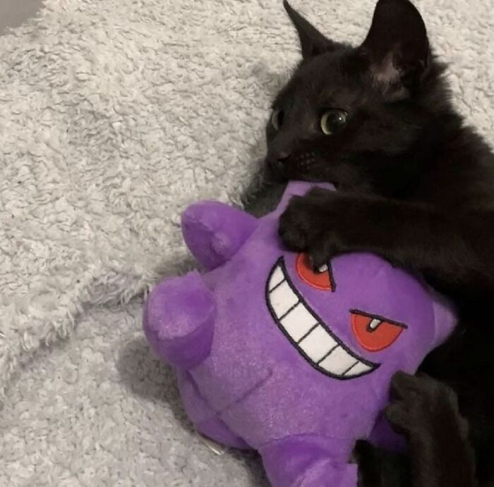 Black cat hugging a purple plush toy with a mischievous smile, one of the blessed images to make you smile.