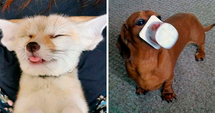 50 Blessed Pics That Might Lighten Your Mood After A Hard Day