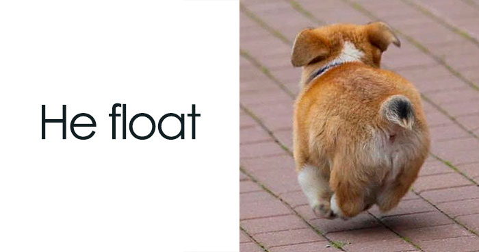 Feeling Low? These 50 Emotional Support Dog Memes Got You
