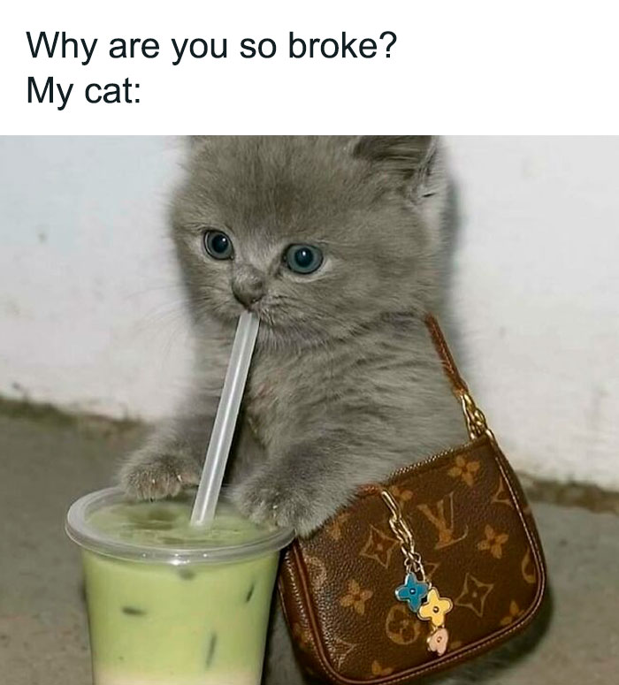 Gray kitten with a designer purse drinking bubble tea, a funny and relatable meme for girly women.