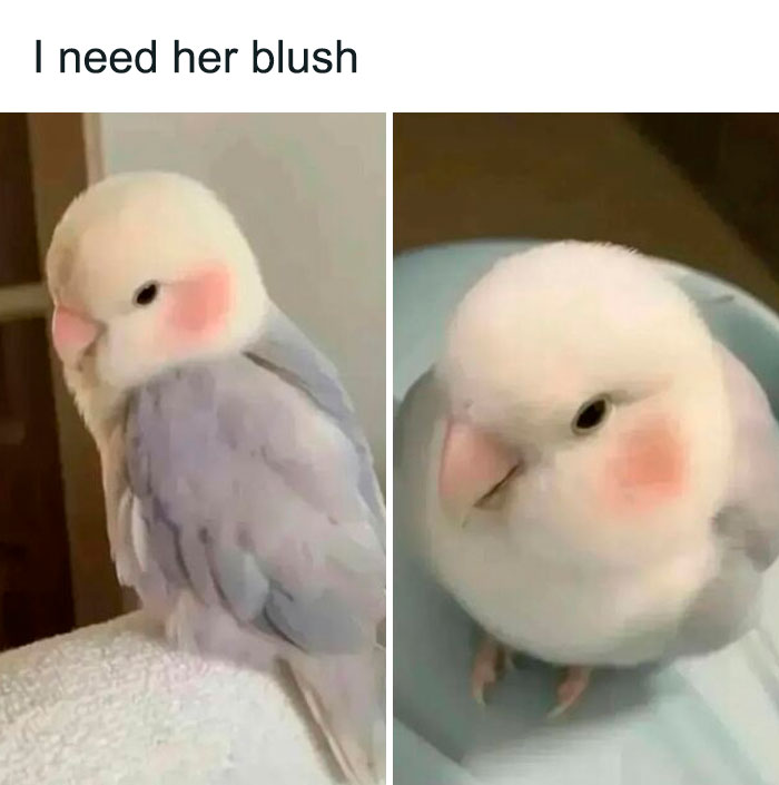 Two small birds with digitally added pink blush on their cheeks, creating funny and relatable memes for girly women.