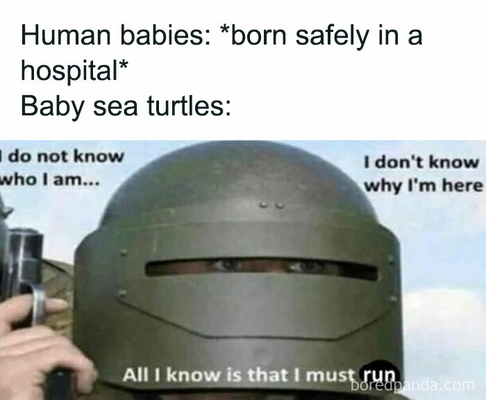 Helmeted person with unsure eyes holding a gun, meme about baby sea turtles, featuring philosophical meme humor.