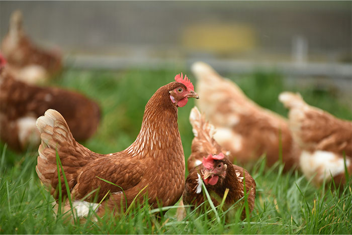 Brown hens foraging on green grass in a free-range farm setting illustrating lawyers and defendants failing miserably in court.