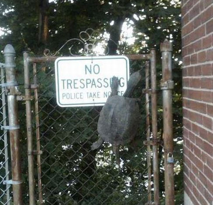 Turtle humorously caught climbing a gate with a no trespassing sign, showcasing funny moments in nature photography.