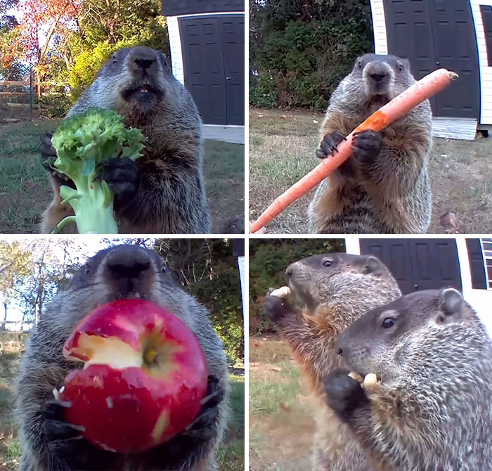 Groundhogs humorously eating vegetables and fruits in a backyard, capturing funny moments in nature photography.