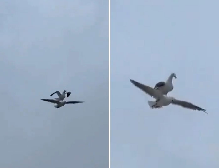 Two birds humorously interacting mid-flight, capturing a funny moment in nature that people just had to snap a pic.