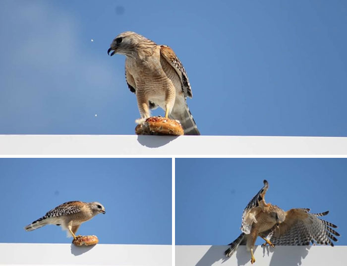 Hawk amusingly eating a pastry on a roof captured in nature funny moments and wildlife photography.