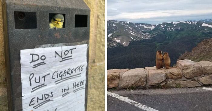 50 Hilariously Unhinged Nature Moments That Made People Do A Double Take