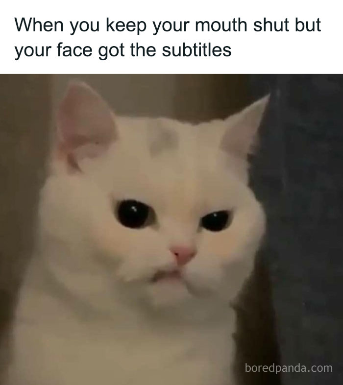 White cat with a serious expression, captioned about keeping quiet but showing relatable facial subtitles in a meme format.