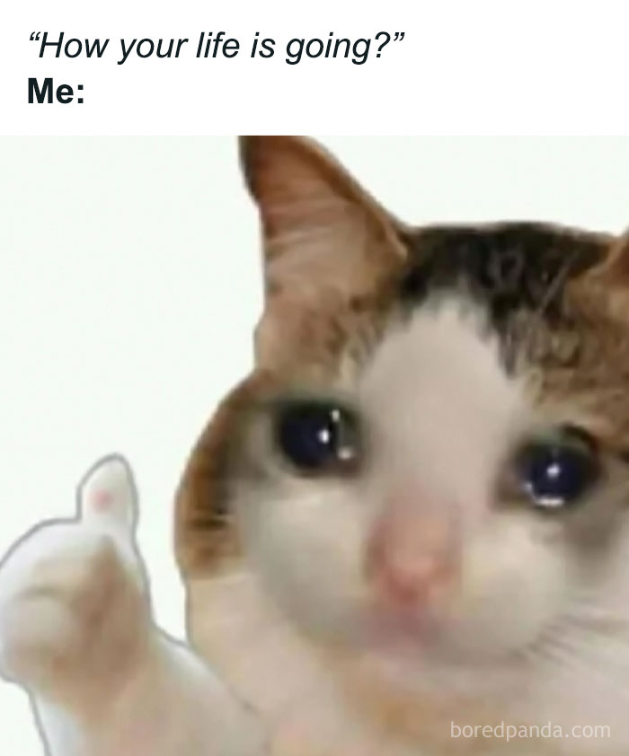 Cat with a sad expression giving a thumbs up, relatable meme showing how life is going in funny random memes.