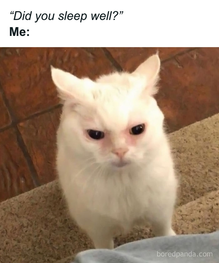 Relatable meme of a grumpy white cat with dark eyes captioned did you sleep well, illustrating tiredness in random memes.