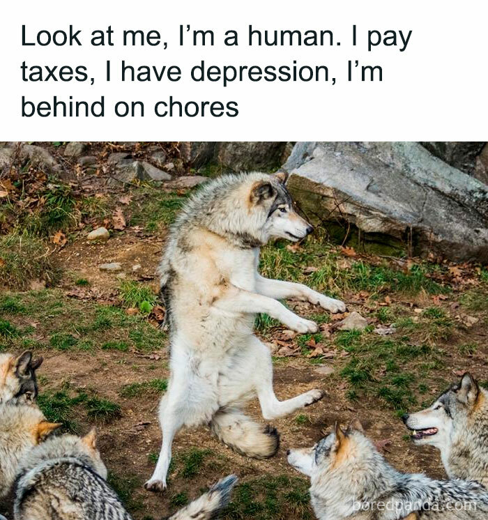Wolf standing on hind legs with meme text about paying taxes, depression, and being behind on chores, casual nihilism meme humor.