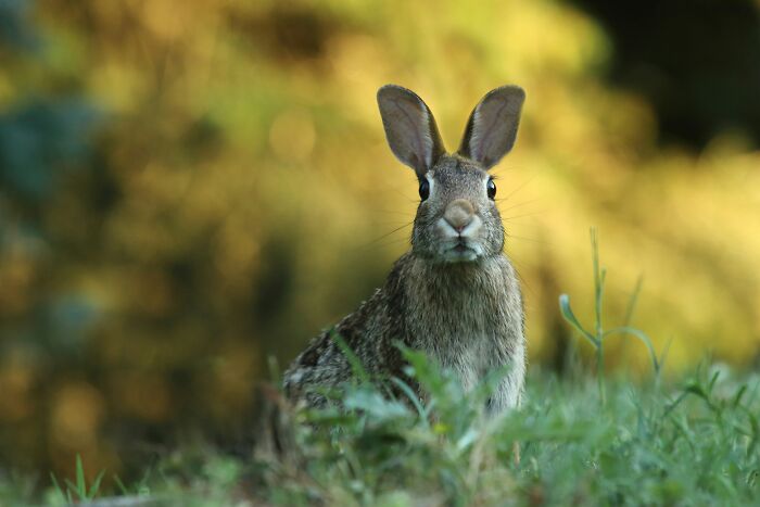 Rabbit sitting in grass with blurred background, representing McDonald's employees sharing bizarre experiences.