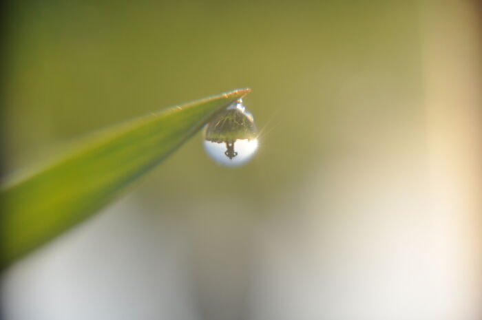 Close-up of a water droplet on a leaf tip, reflecting a blurred outdoor scene with soft natural lighting.