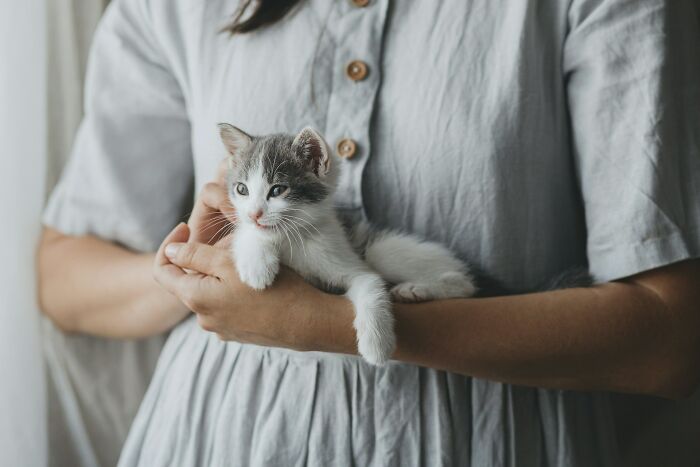 Person holding a small gray and white kitten indoors, illustrating a peaceful moment despite awful roommates stories.