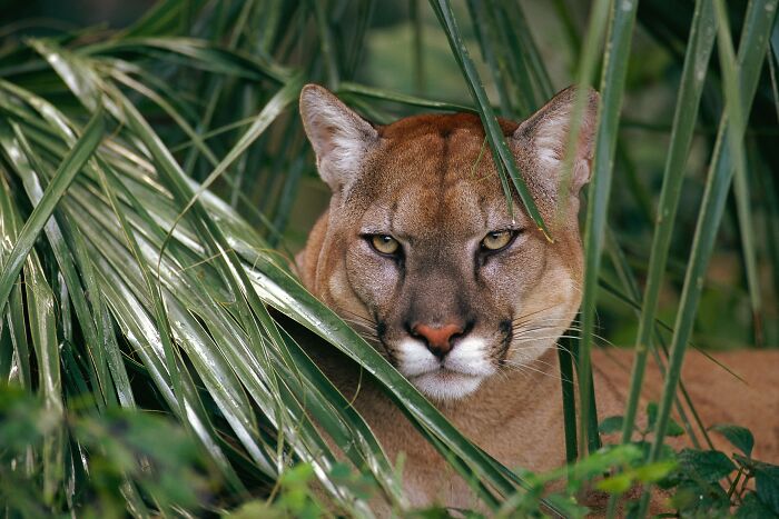 Mountain lion hidden in dense green foliage, illustrating the instinct and gut feeling to survive in the wild.