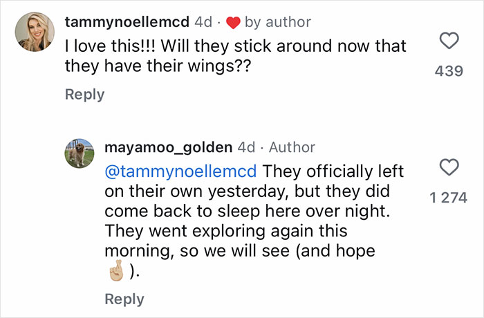 Comments discussing golden retriever babysitting orphaned geese as they learn to fly and explore independently. Comments discussing golden retriever babysitting orphaned geese as they learn to fly and explore independently.