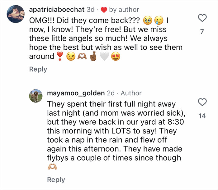 Golden Retriever caring for orphaned geese in a yard as they learn to fly and gain independence. Golden Retriever caring for orphaned geese in a yard as they learn to fly and gain independence.