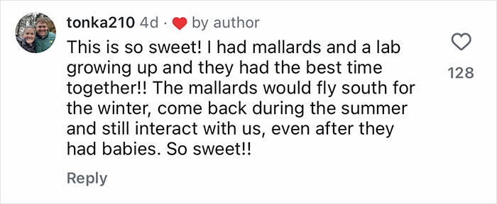 Golden Retriever gently babysitting orphaned geese, helping them as they learn to fly and gain confidence outdoors. Golden Retriever gently babysitting orphaned geese, helping them as they learn to fly and gain confidence outdoors.