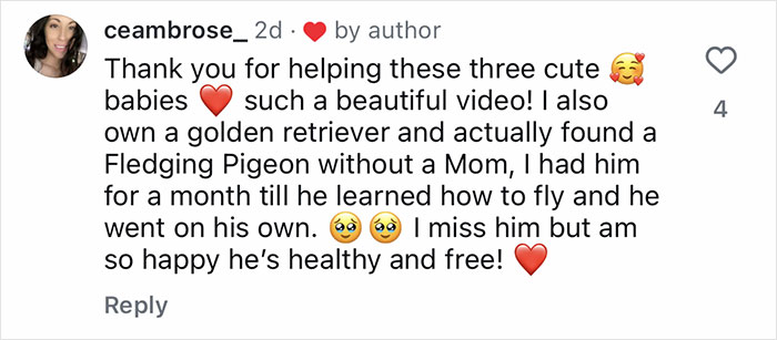 Comment on TikTok sharing a story about a golden retriever babysitting orphaned birds and helping them learn to fly. Comment on TikTok sharing a story about a golden retriever babysitting orphaned birds and helping them learn to fly.