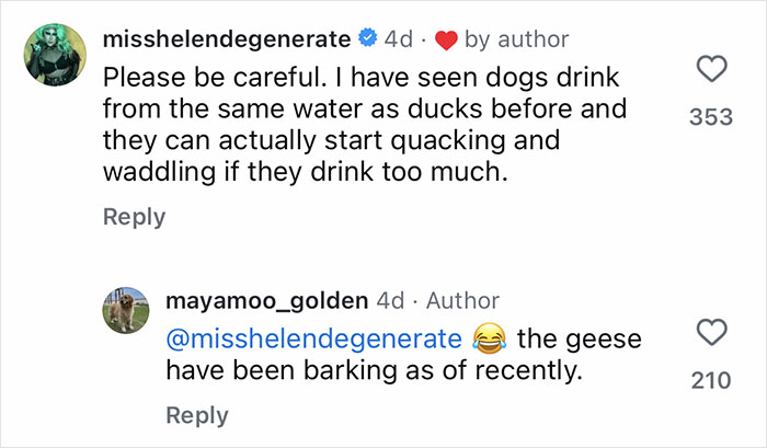 Comments under a viral post about a Golden Retriever babysitting orphaned geese while they learn to fly. Comments under a viral post about a Golden Retriever babysitting orphaned geese while they learn to fly.