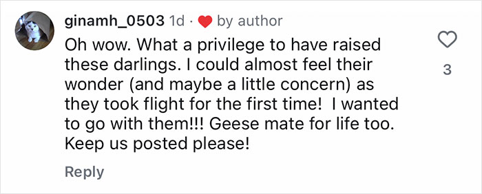 Comment on a viral video showing a golden retriever babysitting orphaned geese while they learn to fly. Comment on a viral video showing a golden retriever babysitting orphaned geese while they learn to fly.