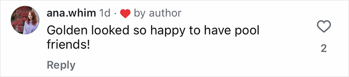 Comment on social media post saying golden retriever looked happy to have pool friends, discussing golden retriever babysitting orphaned geese. Comment on social media post saying golden retriever looked happy to have pool friends, discussing golden retriever babysitting orphaned geese.