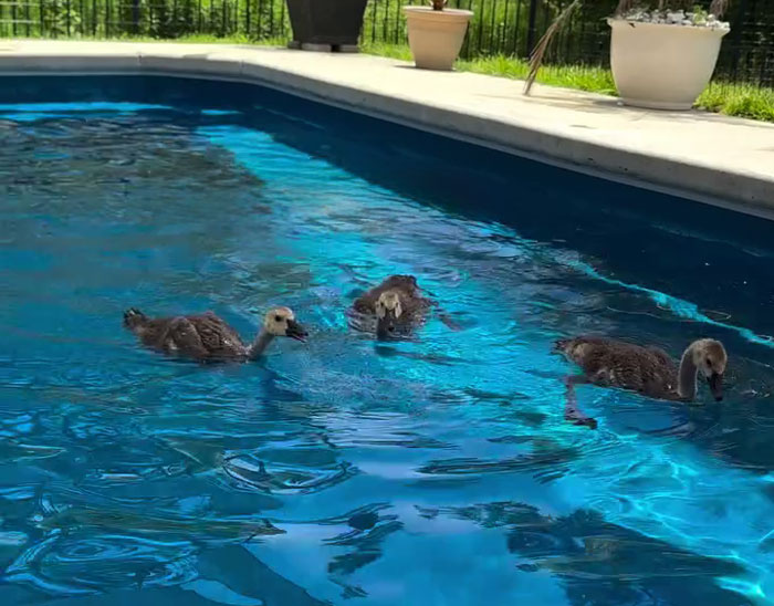 Three young geese swimming in a pool under the care of a golden retriever babysitting orphaned geese. Three young geese swimming in a pool under the care of a golden retriever babysitting orphaned geese.