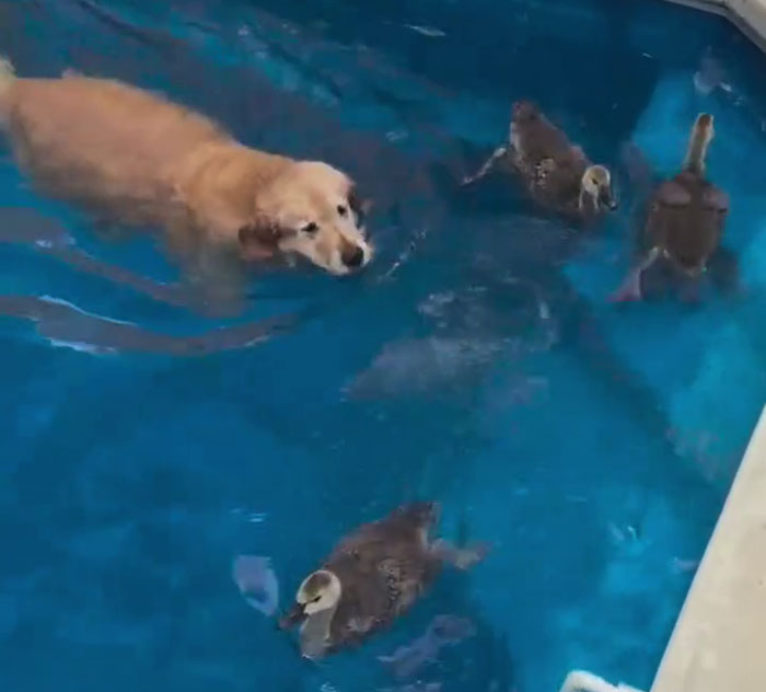 Golden Retriever swimming alongside orphaned geese in a pool, babysitting them as they learn to swim and grow. Golden Retriever swimming alongside orphaned geese in a pool, babysitting them as they learn to swim and grow.