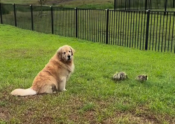 Golden Retriever sitting on grass, watching over two orphaned goslings in a fenced yard during babysitting. Golden Retriever sitting on grass, watching over two orphaned goslings in a fenced yard during babysitting.