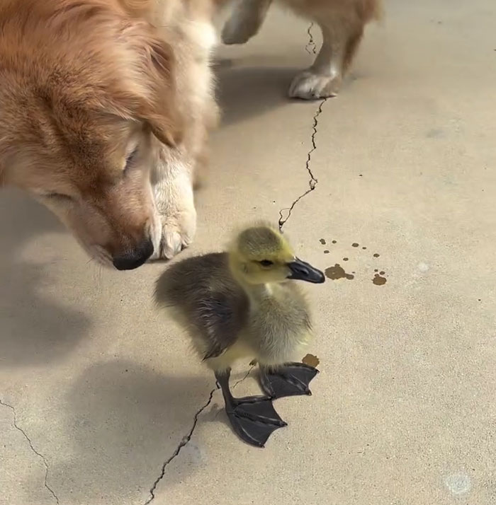 Golden Retriever attentively babysitting an orphaned gosling on concrete as the bird prepares to earn its wings. Golden Retriever attentively babysitting an orphaned gosling on concrete as the bird prepares to earn its wings.