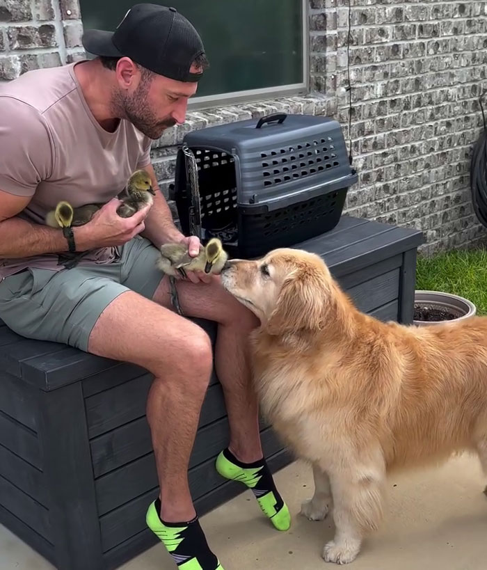Golden retriever babysitting orphaned geese with a man outdoors near a pet carrier and brick wall. Golden retriever babysitting orphaned geese with a man outdoors near a pet carrier and brick wall.