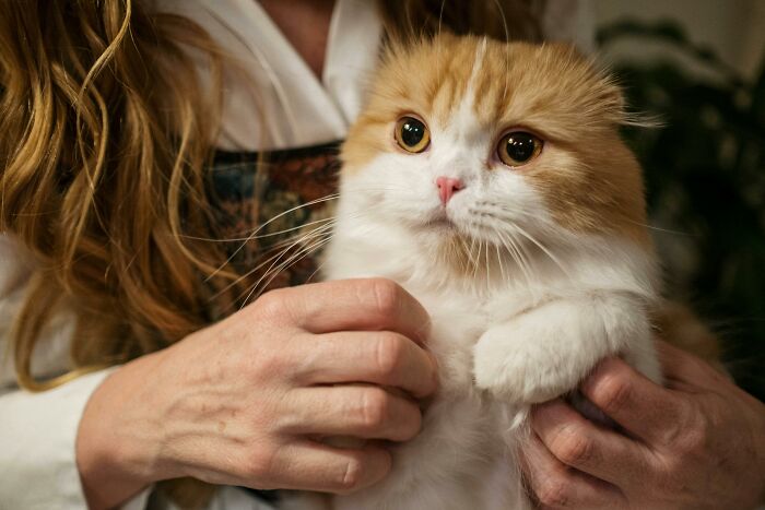 Person gently holding a fluffy orange and white cat, illustrating oddly specific green flags in relationships.