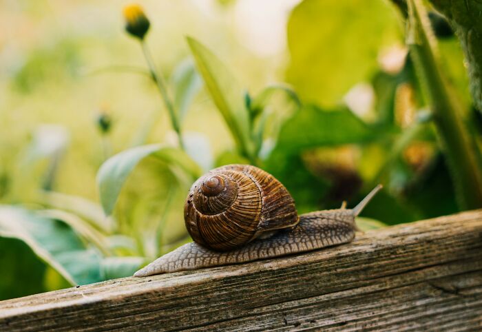 Snail resting on wooden surface surrounded by green plants, illustrating oddly specific green flags in nature.