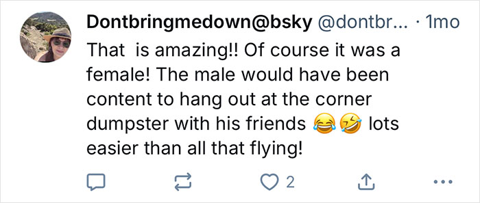 Screenshot of a tweet commenting on a California gull hitching an 80-mile ride on a garbage truck twice. - 16