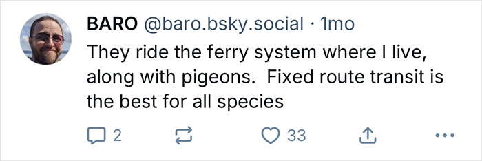 Tweet by user BARO commenting on the ferry system and pigeon rides, relating to California Gull hitching ride on garbage truck. - 8