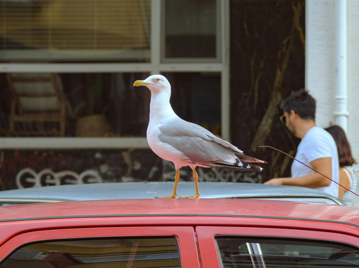 California gull perched on a red car roof in an urban setting with people in the background. - 1