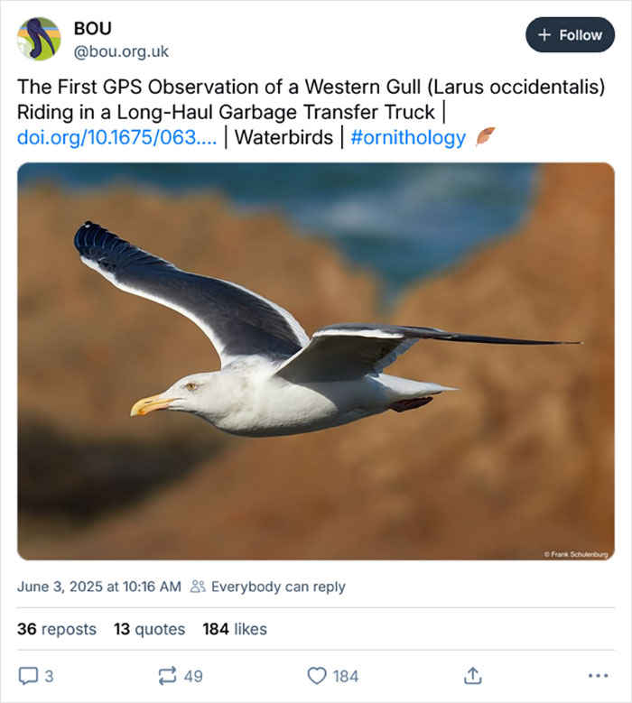 California gull in mid-flight, showcasing its wingspan against a blurred natural background. - 2