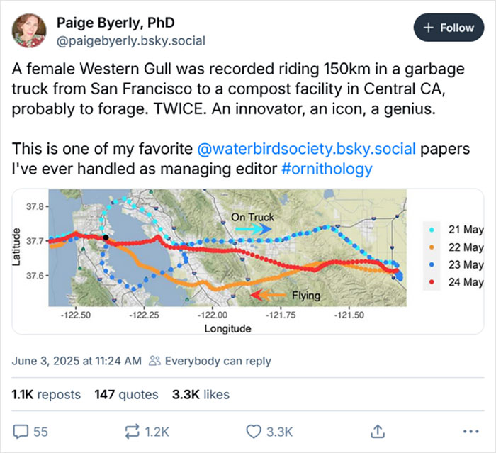 Tweet showing California Gull’s 80-mile ride on a garbage truck tracked on a map with flight and truck routes. - 3