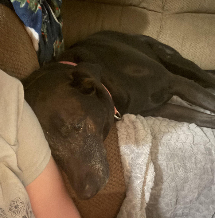 Black dog resting on a couch next to a friend, showing a close bond and comforting presence indoors.
