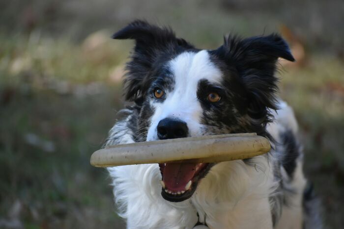 These 40 Sneaky Pets Knew Exactly What They Were Doing, And It’s Equal Parts Genius And Evil
