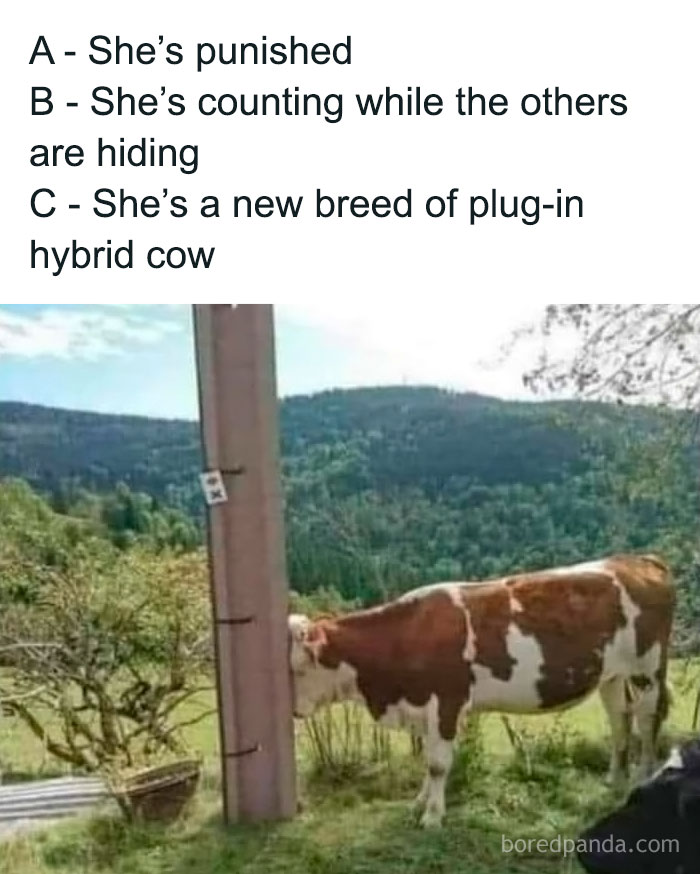 Cow standing with its head against a pole in a field, showcasing animals being their hilarious selves outdoors.