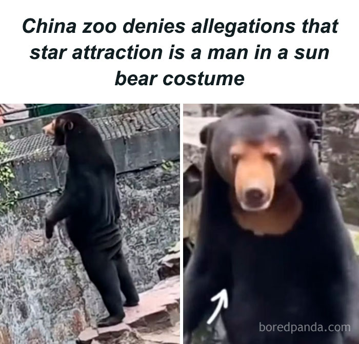 Sun bear standing on hind legs at a zoo, one of the hilarious animals being their funny selves to brighten your day.