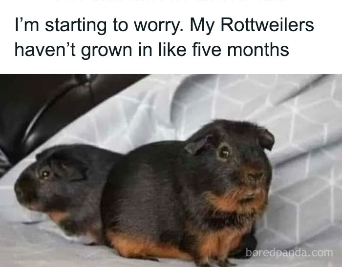 Two guinea pigs with a humorous caption about Rottweilers not growing, showcasing animals being their hilarious selves.