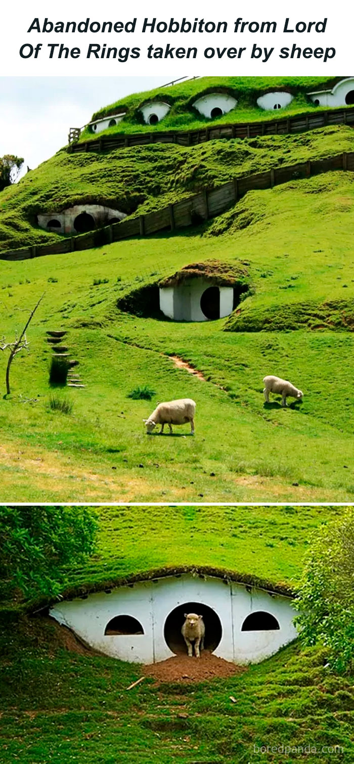 Sheep grazing and standing in front of an abandoned Hobbiton home, showing animals being their hilarious selves outdoors.